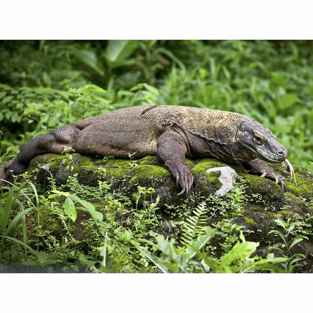 Komodo Island Secret of Notorious Dragon Revealed