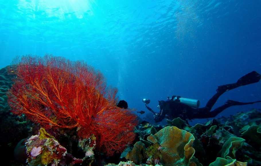 Best Scuba Diving In Bali For Beginners