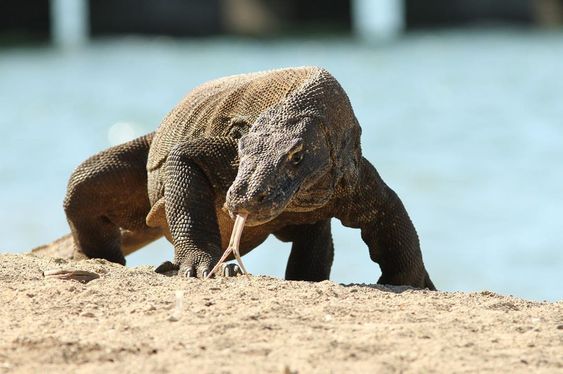 Komodo Dragon Island, Land of The Endangered Fable Species