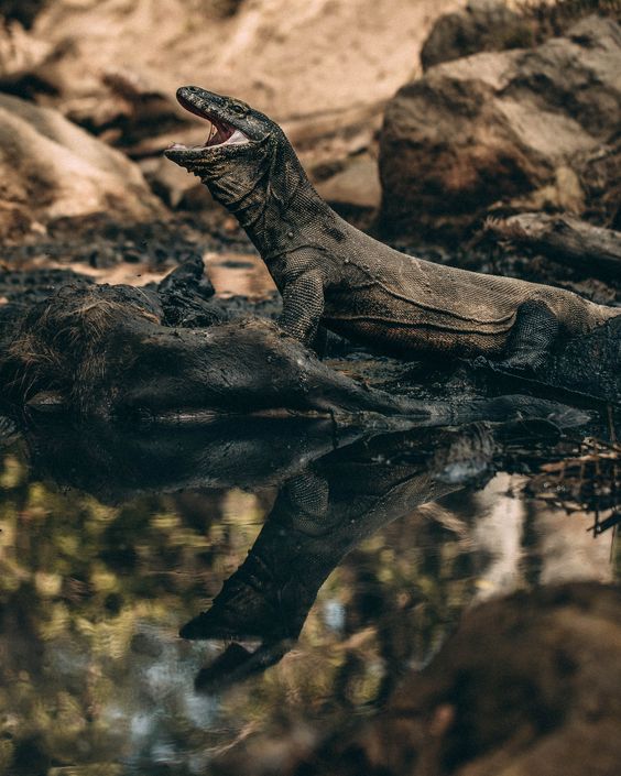 Can You Tame the Famous Beast from Komodo Dragon Island?