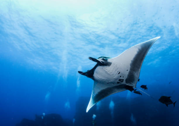 The Best Nusa Penida Snorkeling And Meet Manta Ray
